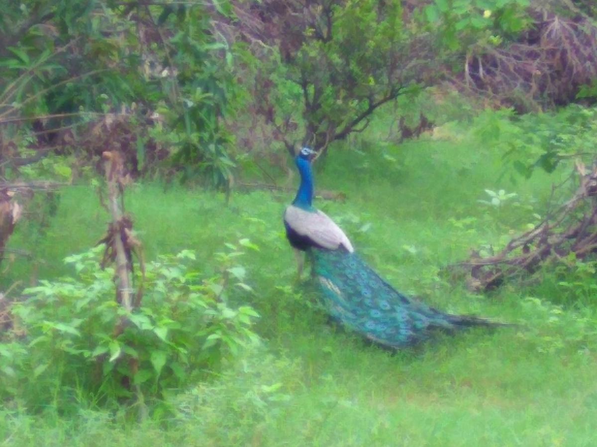 Ranakpur Nature Retreat Sādri Εξωτερικό φωτογραφία